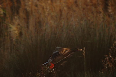 Blurred motion of bird flying