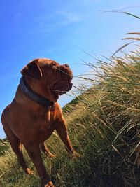 Close-up of dog against clear sky