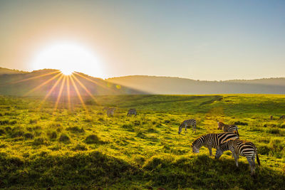 Scenic view of zebras grazing in field