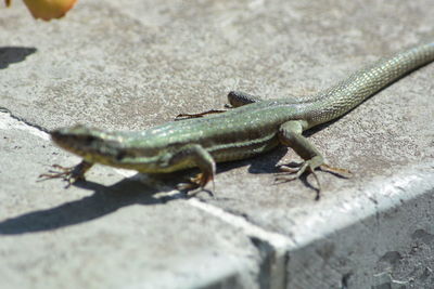 Close-up of lizard on rock