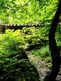 Trees in forest