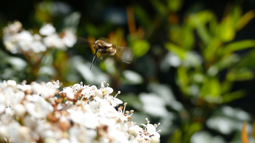 Close-up of bee pollinating on flower