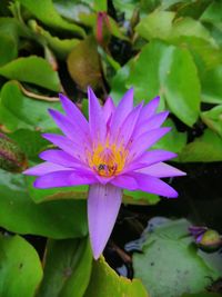 Close-up of pink water lily