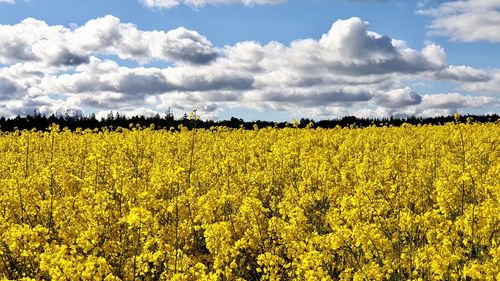 Scenic view of oilseed rape field against sky