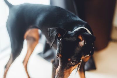 Close-up of black dog standing at home