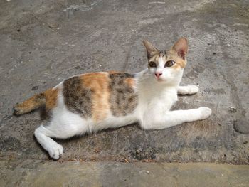 High angle portrait of a cat