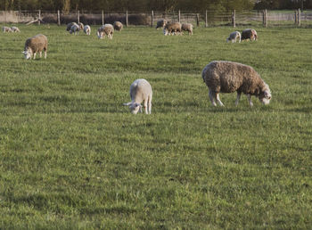 Sheep grazing in a field