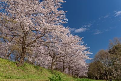 Low angle view of blooming tree against blue sky