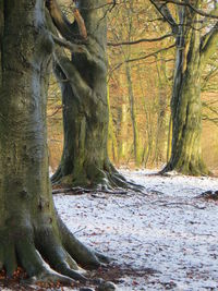 Trees in forest