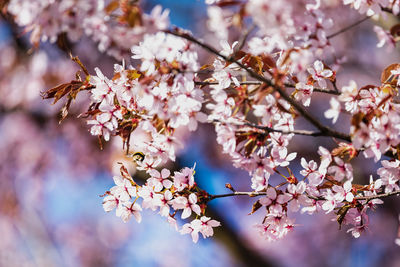 Low angle view of cherry blossoms in spring