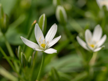 Close-up of white flowering plant