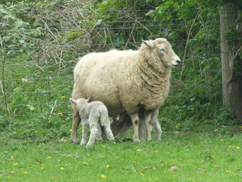 Sheep standing on field