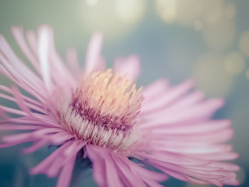 Close-up of pink flower