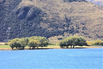 Scenic view of lake in forest
