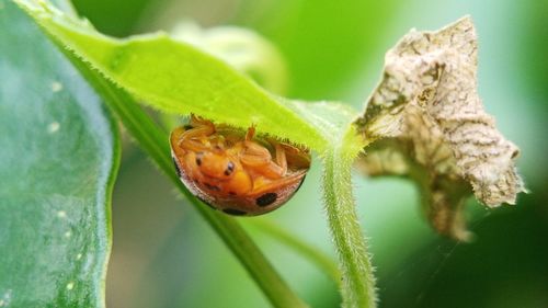 Close-up of insect on flower