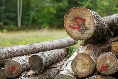 Close-up of stack of logs in forest