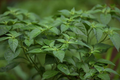 Close-up of fresh green leaves. chilli plants that are not yet bearing fruit.