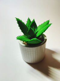 Close-up of potted plant on table