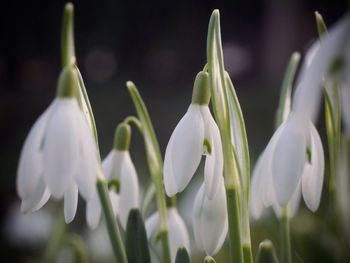Close-up of snow drops blooming outdoors