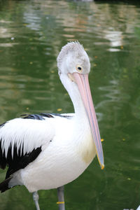 Close-up of pelican in lake