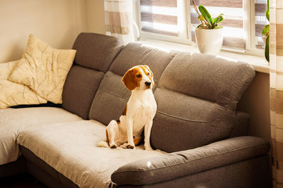 Dog sitting on sofa at home