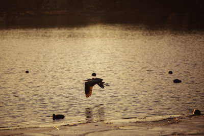 Ducks swimming in lake