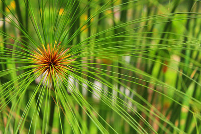 Close-up of plant growing outdoors