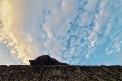 Low angle view of a cat looking away against sky