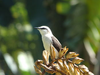 Close-up of bird perching on a plant