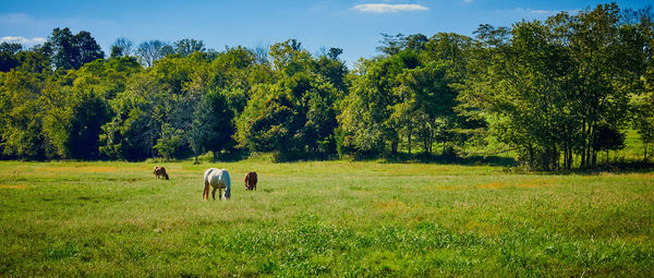 View of sheep grazing in field