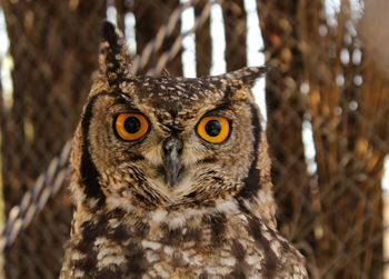 The spotted eagle owl bubo africanus also known as the african spotted eagle owl 