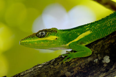 Knight anole exotic wildlife