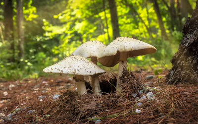 Close-up of mushroom on field