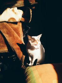 Portrait of cat