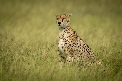 Full length of cheetah on field