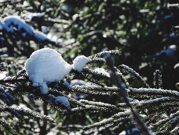 Close-up of frozen tree during winter