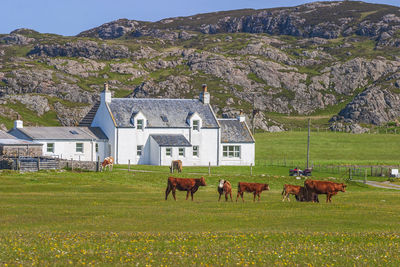 Rural house with cows on a meadow in scotland