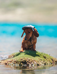 Dog sitting on beach