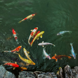 High angle view of koi carps swimming in lake