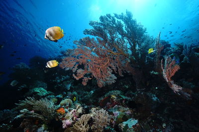 Fish swimming in sea