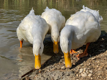 High angle view of swans on field