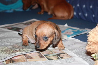 Close-up of dog looking away