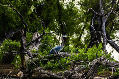 Bird perching on tree in forest