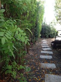 Footpath amidst trees in forest
