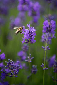 Close-up of bee on lavender