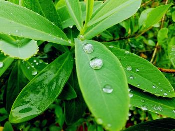 Close-up of raindrops on leaves