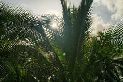 Low angle view of palm trees