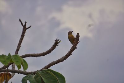 Low angle view of bird perching on a tree