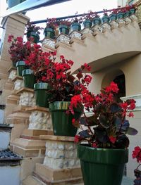 Potted plants against building