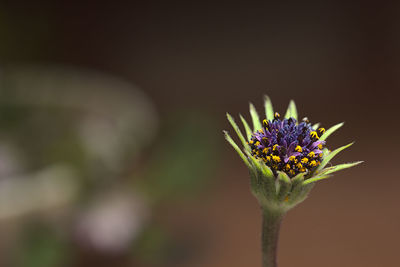 Close-up of purple flowering plant